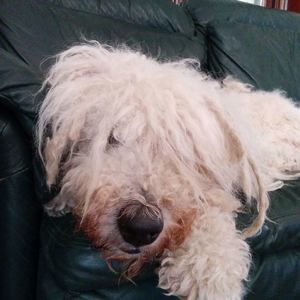 Meet your Posher, Isabelle